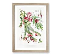 Himalayan Plants XV by W. H. Fitch Framed Print | A2 Oak Framed Wall Art | Ready to Hang | Modern Floral Picture | Living Room Bedroom Lounge Office