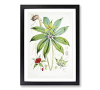 Himalayan Plants XXIV by W. H. Fitch Framed Print | A2 Black Framed Wall Art | Ready to Hang | Modern Floral Picture | Living Room Bedroom Lounge Office