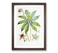 Himalayan Plants XXIV by W. H. Fitch Framed Print | A2 Walnut Framed Wall Art | Ready to Hang | Modern Floral Picture | Living Room Bedroom Lounge Office