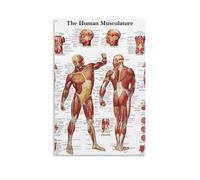 HIMGZXGWQ The Human Musculature Poster Decorative Painting Canvas Wall Art Living Room Poster Bedroom Painting Wall Art Picture Print Modern Family Room Decor 12 x 18 Inches (30 x 45 cm)
