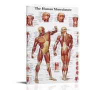 HIMGZXGWQ The Human Musculature Poster Decorative Painting Canvas Wall Art Living Room Poster Bedroom Painting Wall Art Picture Print Modern Family Room Decor 12 x 18 Inches (30 x 45 cm)