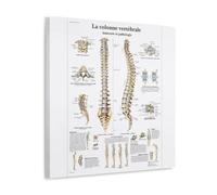 HIMGZXGWQ The Spine, Anatomy And Pathology Poster Decorative Painting Canvas Wall Art Living Room Poster Bedroom Painting, Wall Art Picture Print Modern Family Room Decor 12 x 12 Inches (30 x 30 cm)