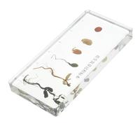 HINTRMENT Peanut Growth Teaching Sample Teaching Instrument Polymer Resin and Display Biology Sample for Classroom Use