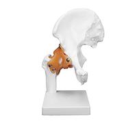 Hip Bone Model,Professional Hip Bone Model Human Hip Joint Model Hip Joint Teaching Skeleton
