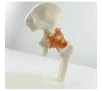 Hip Joint Anatomy Model 1:1 Life Size Femoral Joint Functional Human Skeleton Anatomy, For Science Classroom Study Teaching