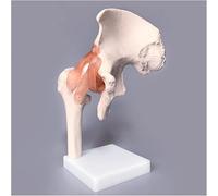 Hip Joint Model - Anatomical Educational Skeleton with Ligament and Femur Structure for Medical Study and Training - Detailed Human Hip Anatomy Model