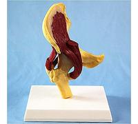 Hip Joint Model - Hip Joint Anatomical Model with Muscles - Professional Hip Joint Anatomical Model Medical Anatomy Human Hip Joint - For Research Display Teaching Medical Model