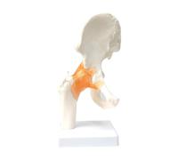 Hip Joint Model, Life Size, Flexible with Ligaments, Complete with a Stand, Good for Education Demonstration and Science Research