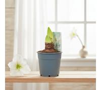 Hipp Arctic E 2 Knop Pot Size 12 Cm Height 25 Amaryllis Indoor Houseplant