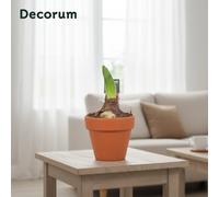 Hipp Kolibri Mixed 2 Knop Ceramic Terracotta Pot Size 9 Cm Height 20 Amaryllis Indoor Houseplant