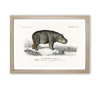 Hippopotamus Illustration by Charles d' Orbigny Framed Print | A2 Oak Framed Wall Art | Ready to Hang | Modern Nature Picture | Living Room Bedroom Lounge Office