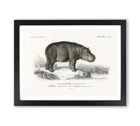 Hippopotamus Illustration By Charles D' Orbigny Vintage Framed Print | A2 Black Framed Wall Art | Ready to Hang | Classic Nature Picture | Living Room Bedroom Lounge Office