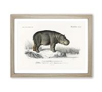 Hippopotamus Illustration By Charles D' Orbigny Vintage Framed Print | A2 Oak Framed Wall Art | Ready to Hang | Classic Nature Picture | Living Room Bedroom Lounge Office