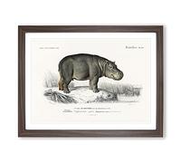 Hippopotamus Illustration By Charles D' Orbigny Vintage Framed Print | A3 Walnut Framed Wall Art | Ready to Hang | Classic Nature Picture | Living Room Bedroom Lounge Office