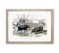 Hippopotamus & Rhinoceros by Oliver Goldsmith Framed Print | A2 Oak Framed Wall Art | Ready to Hang | Modern Nature Picture | Living Room Bedroom Lounge Office