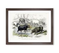 Hippopotamus & Rhinoceros By Oliver Goldsmith Vintage Framed Print | A4 Walnut Framed Wall Art | Ready to Hang | Classic Nature Picture | Living Room Bedroom Lounge Office