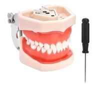 Hipzeepo Standard Dental Typodont Model,with 28Pcs Screw-in Removable Teeth Silica Gel, Demonstration Teeth Model for Practice