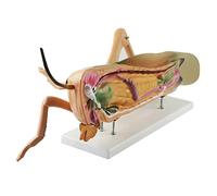 HIRNER Model Teaching Model Enlarge Locust Anatomy Model Cross-section Biology Teaching Models Realistic Insect Demo Model With Base For Teaching