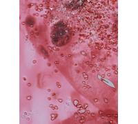 Hirst, Damien - Damien Hirst: Beyond Belief (Essay by Will Self)