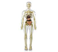 Histeaa Human Body Model with Removable Parts for Kids and School Lessons | Engaging hands on anatomy toy with removable torso parts helps kids learn , organs, and through play