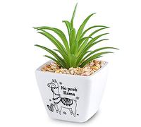 History & Heraldry Personalised Sentiment Succulents - No Prob Llama