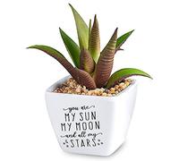 History & Heraldry Personalised Sentiment Succulents - You are my Sun
