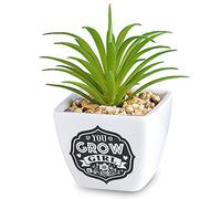 History & Heraldry Personalised Sentiment Succulents - You Grow Girl