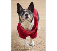 Hit The Slopes Pet Jacket by Found My Animal at Free People in Victory Red Combo, Size: Medium
