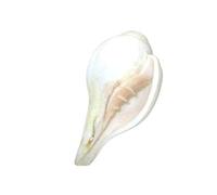 Hitech Blowing Shankh (White) - Approx. 5 inches (h) x 3 inches (w) Good Luck Energy Blessings Calmness