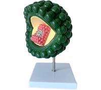 HIV Education Model Virus - Bacteriophage Phage Model of Human Virus Anatomy for Medical Microbiology Study