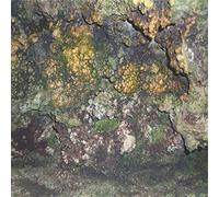 Hive Mind - Elemental Disgrace [Vinyl LP] [VINYL]