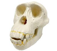hixswnu Real Crocodile Skull Taxidermy Head - Exquisite Animal Specimen for Feng Shui Ornaments and Collection Crafts