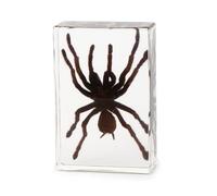 hixswnu Real Tarantula Specimen Encased in Transparent Resin - Perfect for Biology Education Display, Desk Decor, and Paperweight - Unique Taxidermy Spider Display Item
