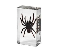 hixswnu Real Tarantula Specimen Encased in Transparent Resin - Perfect for Biology Education Display, Desk Decor, and Paperweight - Unique Taxidermy Spider Display Item