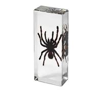 hixswnu Real Tarantula Specimen Encased in Transparent Resin - Perfect for Biology Education Display, Desk Decor, and Paperweight - Unique Taxidermy Spider Display Item
