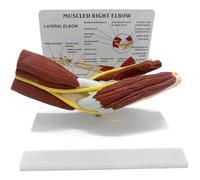 HiyyFloy 1:1 Life Size Human Anatomy Skeleton Muscled Right Arm Elbow Joint Vascular Ligament Skeleton Medical Teaching Modelproduct Sellpoints
