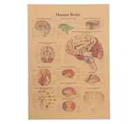 HiyyFloy Anatomical Kraft Paper Poster Learning Human Brain Anatomy Explanatory Diagram Poster Vintage Wall Sticker Home Bar Cafe Classroom Decor