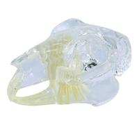 HiyyFloy Transparent Animal Resin Teeth Model Animal Teeth Anatomical Model Dental Animals Oral Tooth Jaw for Educational Tool (rabbit)