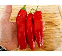 Hj1 Corona Space Chilli Seeds - 10 Fresh Seeds