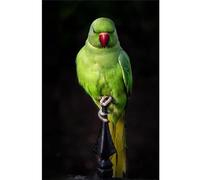 HJOSWVNS Canvas Wall Art Green Black Parrot Wall Art for Living Room Pictures for Living Room Bedroom Walls Canvas Prints Bathroom Pictures No Frame Photo Canvas Wall Pictures 30x40cm/1 Pcs