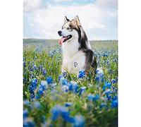 HKFLD 5D Diamond Painting Kits for Adults Alaskan Malamute Among Flowers Full Drill Rhinestone Diamond Art Painting Animals 30x40cm