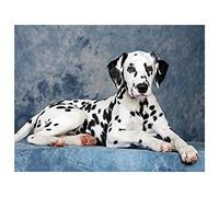HKFLD 5D DIY Diamond Painting Dalmatian Dog DIY Diamond Painting Full Drill Kit Rhinestone Crystal Kits Embroidery Cross Stitch Canvas Arts Craft Home Wall Decor Gift 6k67g30x40CM