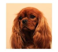 HKFLD 5D DIY Diamond Painting Kit Cavalier King Charles Spaniel Diamond Drawing for Adults Rhinestone Embroidery Art Home Wall Decor Full Drill 50x60cmKbG498