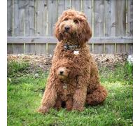 HKFLD Diamond Painting,Dog Cockapoo,5D Diamond Art Kits for Adults,Mosaic Crystal Craft Kits for Home Wall Decor 30x40cm