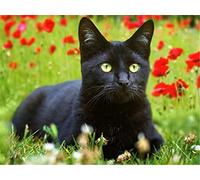 HKFLD DIY 5D Diamond Painting Full Kits Cute Black Cat Full Drill Diamond Painting Adults Children Crystal Rhinestone Embroidery Cross Stitch Diamond Art Mosaic Crafts Home Wall Decor 30 * 40cm