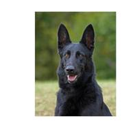 HKFLD DIY 5D Diamond Painting Kits, Black German Shepherd Full Square Drill Diamond Painting Kits Diamond Art Kits Perfect for Home Wall Decor Gifts30*40cm243D243