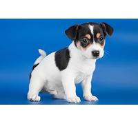 HKFLD Jack Russell Diamond Painting Full Round Drill 5D DIY Diamond Painting Jack Russell Terrier Mosaic Diamond Embroidery Dog Decor Painting 50x60cm