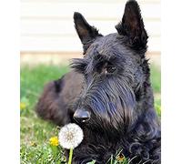 HLFUZ DIY Diamond Painting Kits Black Dog Scottish Terrier Cross Stitch Kit Full Diamond Embroidery Wall Art Home Decoration Gift 50x50CM