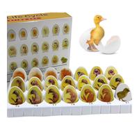 HMWOKPOT Chick Embryo Growth Model, Chick Life Cycle Exploration Set 21 Plastic Eggs, Anatomy Drawings Hatching Development Process Biological Teaching Model
