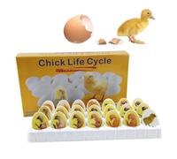 HMWOKPOT Chick Embryo Growth Model Chick Life Cycle Exploration Set Biological Teaching Model Hatching Development Process Biological Teaching Model